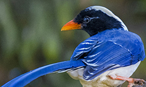 Red bellied Blue Magpie