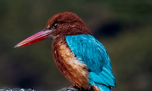 White throated King Fisher