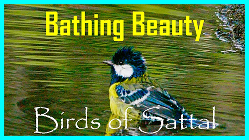 Birds of Sattal